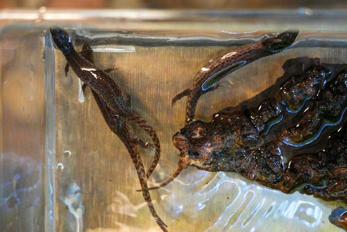 Новорождённые вараны. Обложка © Официальный сайт мэра Москвы