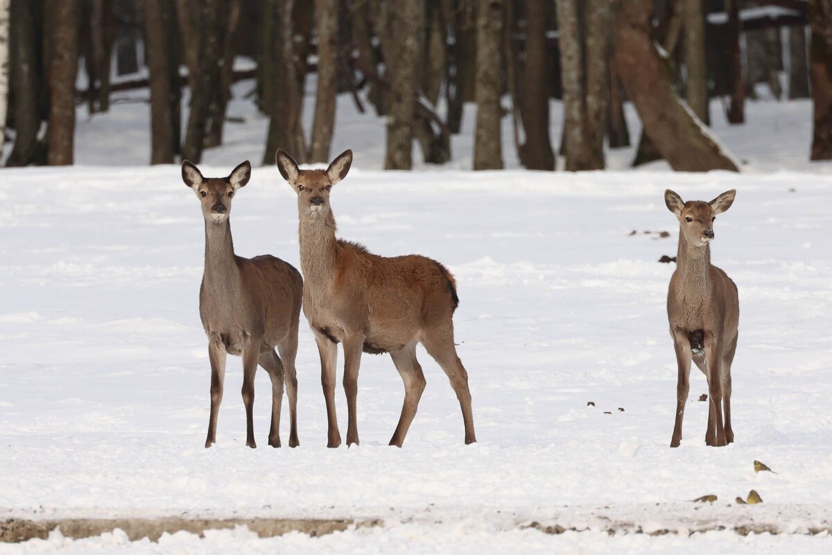  © Павел Орловский, Times.by