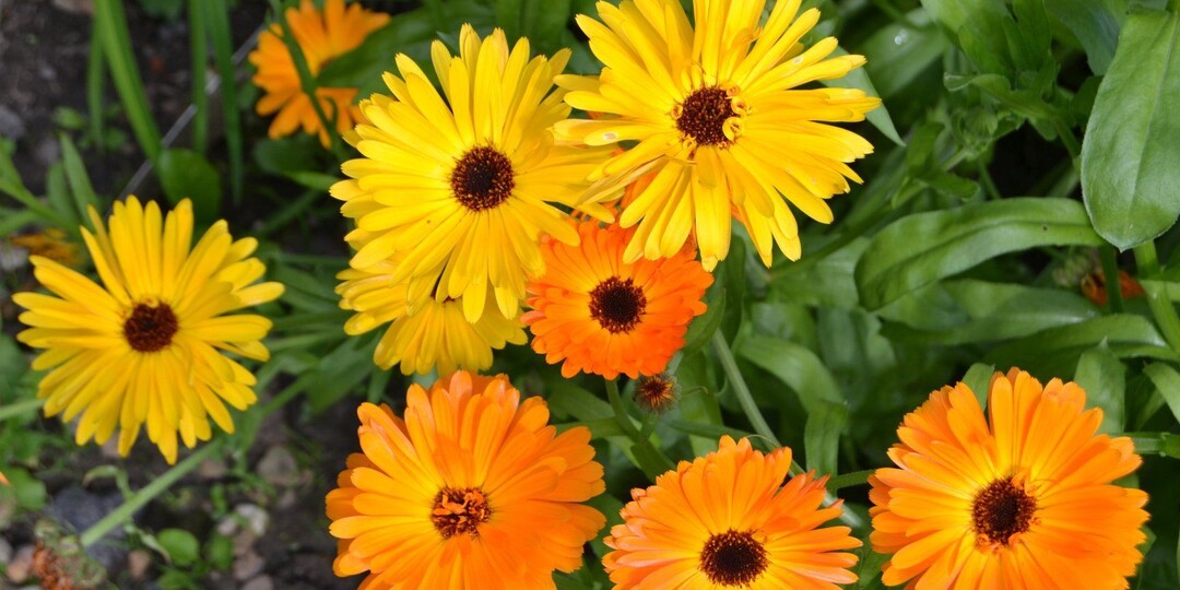 Календула: Солнечный лекарь, который всегда под рукой