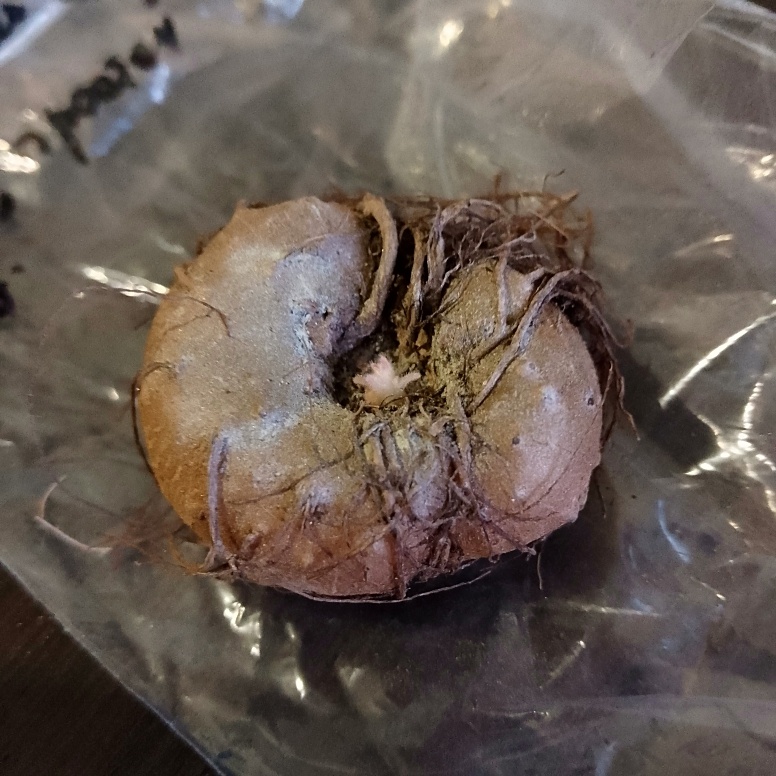 В холоде с таким росточком уже три недели, как только в тепло переставлю, начнёт глоксиния расти