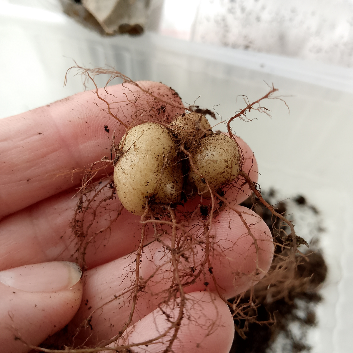 Не хочет просыпаться, так пусть отдыхает дальше