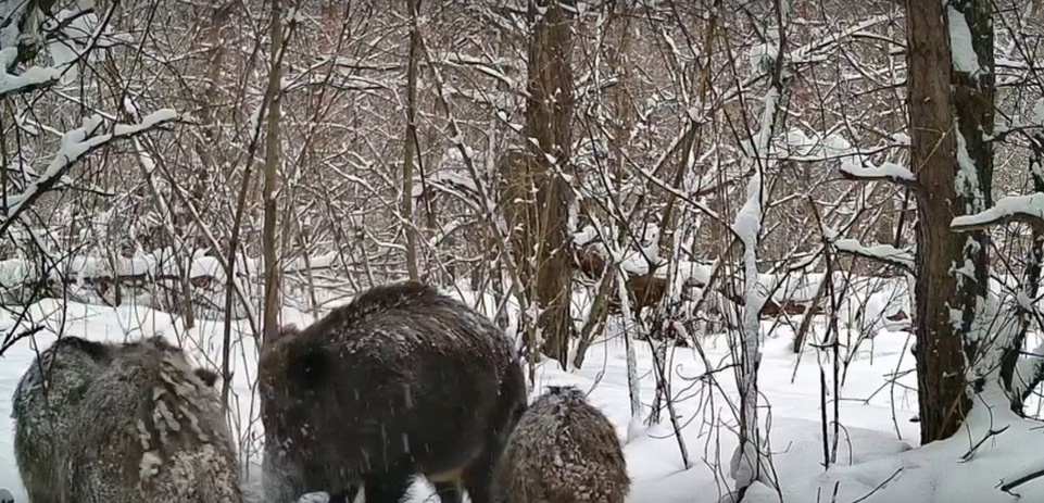    Животные искали еду. Фото: нацпарк "Самарская Лука"
