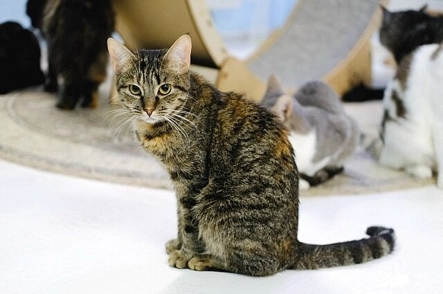    Осиротели 170 любимцев. Фото: соцсети./ Маринины хвостики