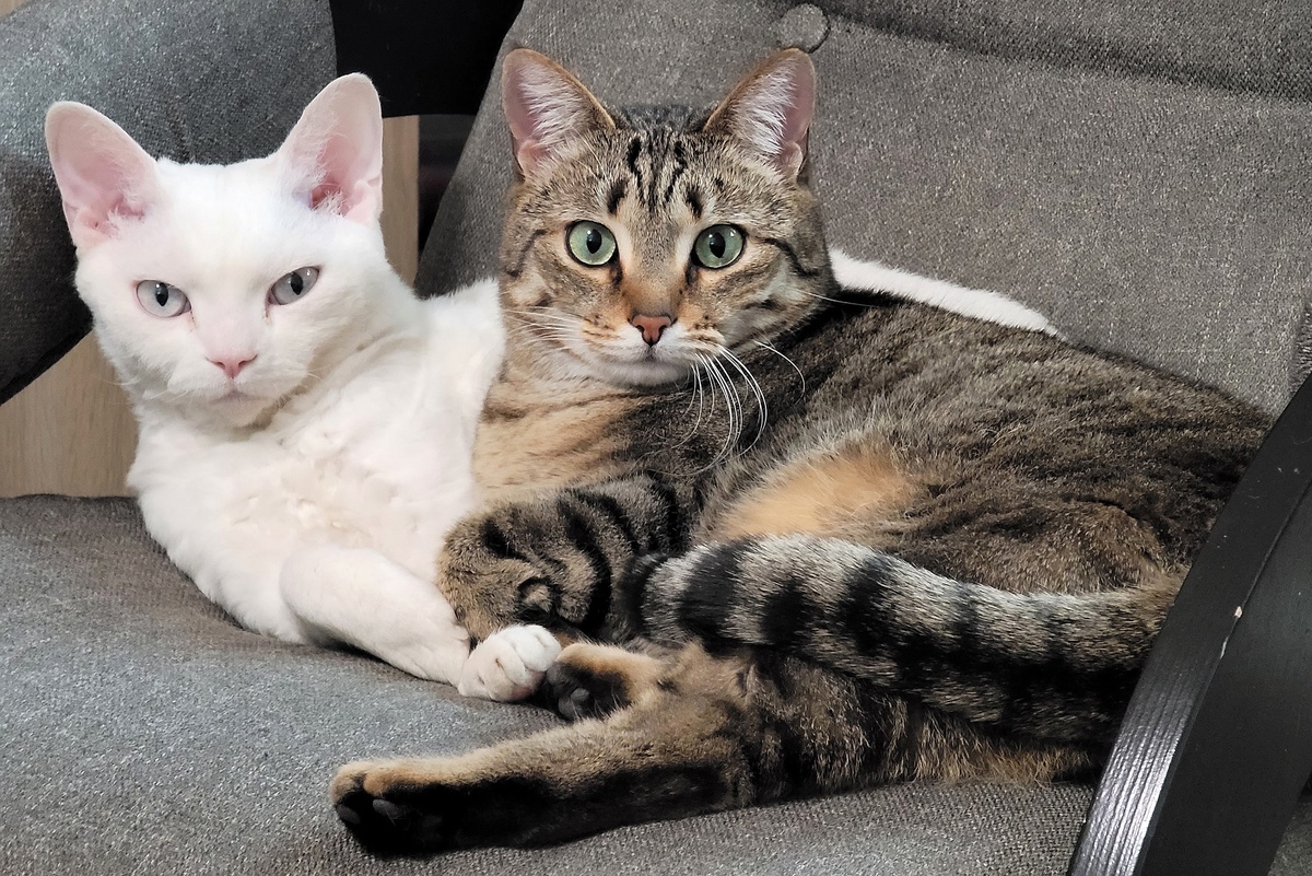    Орикс и Муля. Любители поспать и поесть, а потом вот так валяться и созерцать. Следят за обстановкой и развитием любой ситуации. /Дмитрий Филимонов/РГ