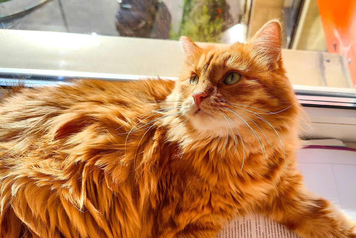    Рыжий. Охотник за комарами, пока ты спишь, он носится по тебе за добычей. Очень активный котик, пока не предложишь ему мягкое одеяло./Дарья Кирилина/РГ