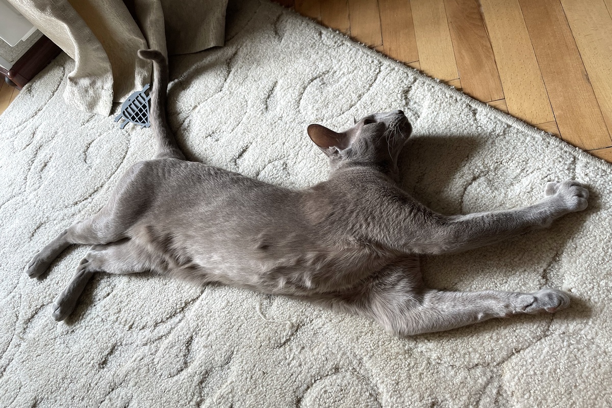    Наоми - ориентальная кошка. Очень привязана хозяйке, по характеру она - кото-пес. Очень добрая, воспитанная, общительная и честная, так же следит за режимом: утром будит, вечером укладывает хозяйку, а если за окном шумно - загораживает и готова защищать! /Марина Чурилова/РГ