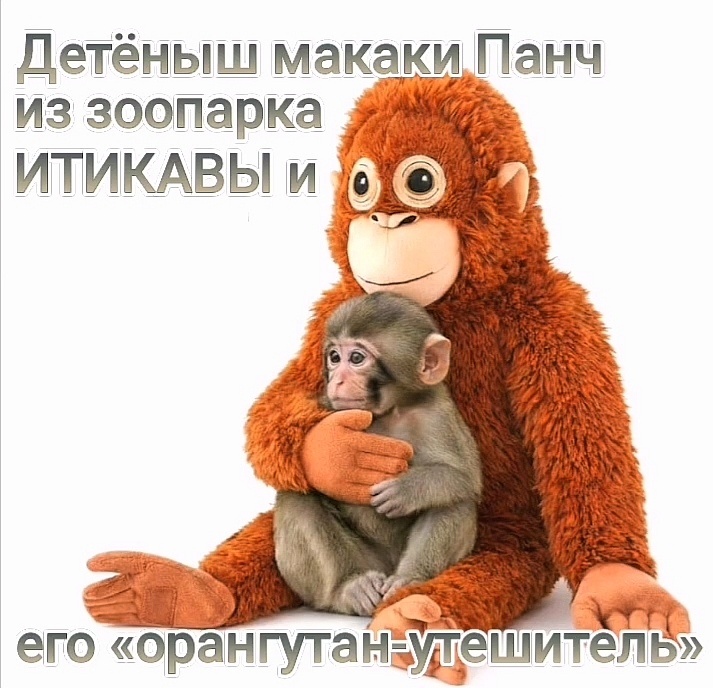 Ничего милее вы сегодня не увидите: история макаки-сироты из японского зоопарка. 