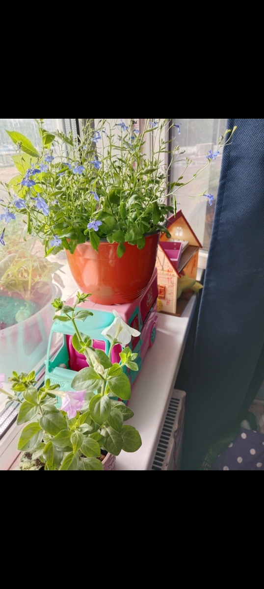 Прошлый год 