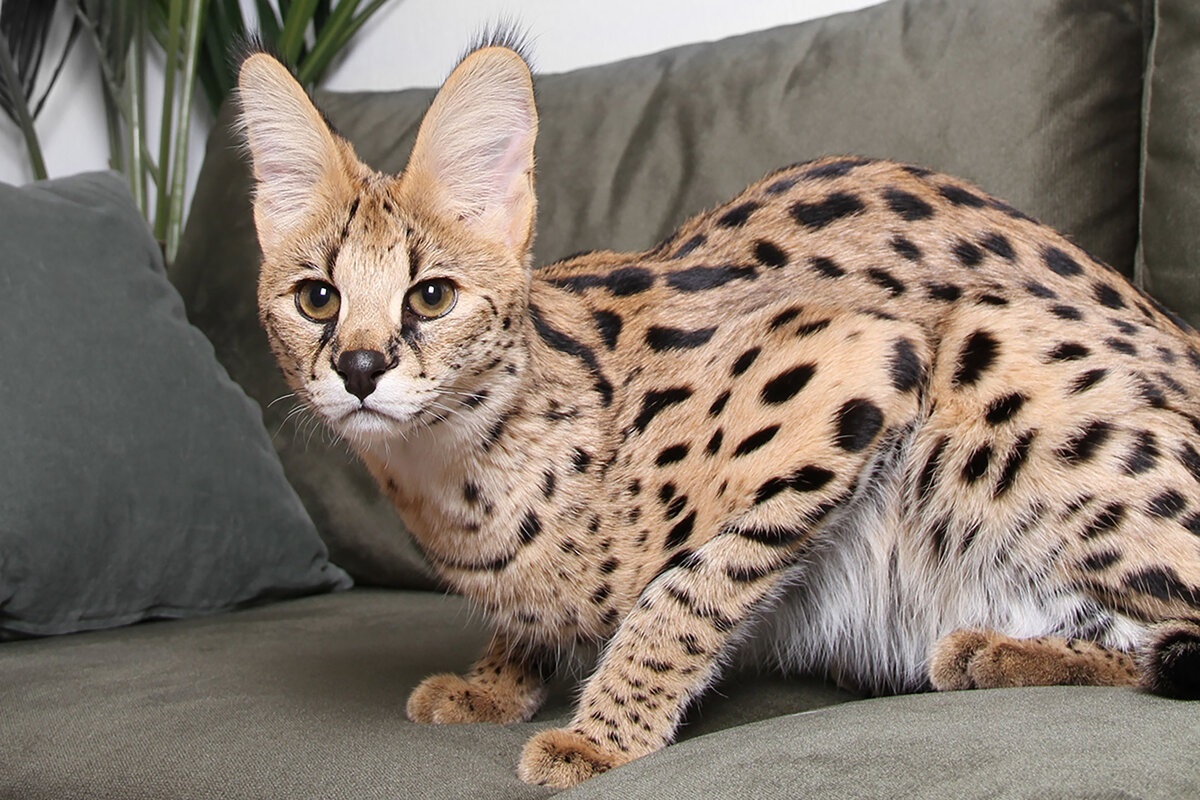 Фото с сайта: https://telegra.ph/Samaya-dorogaya-koshka-mire-foto-08-26