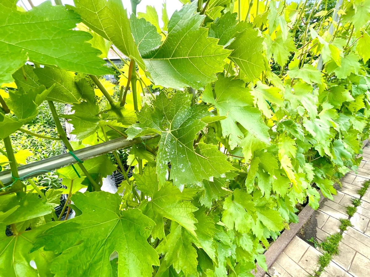 Проведены все обрезки и обработки