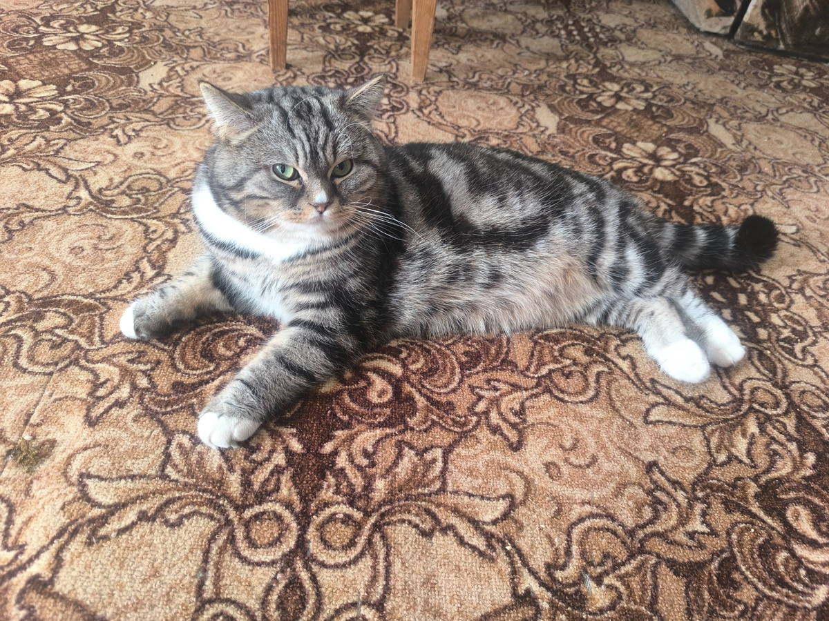 Бабушкин откормленный кот "Малыш"