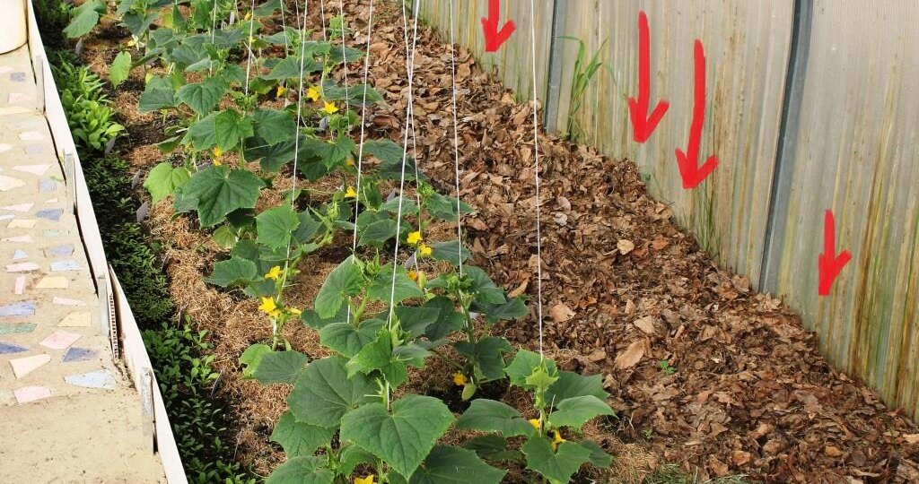 Ошибка при покрытии теплицы поликарбонатом, которую невозможно исправить