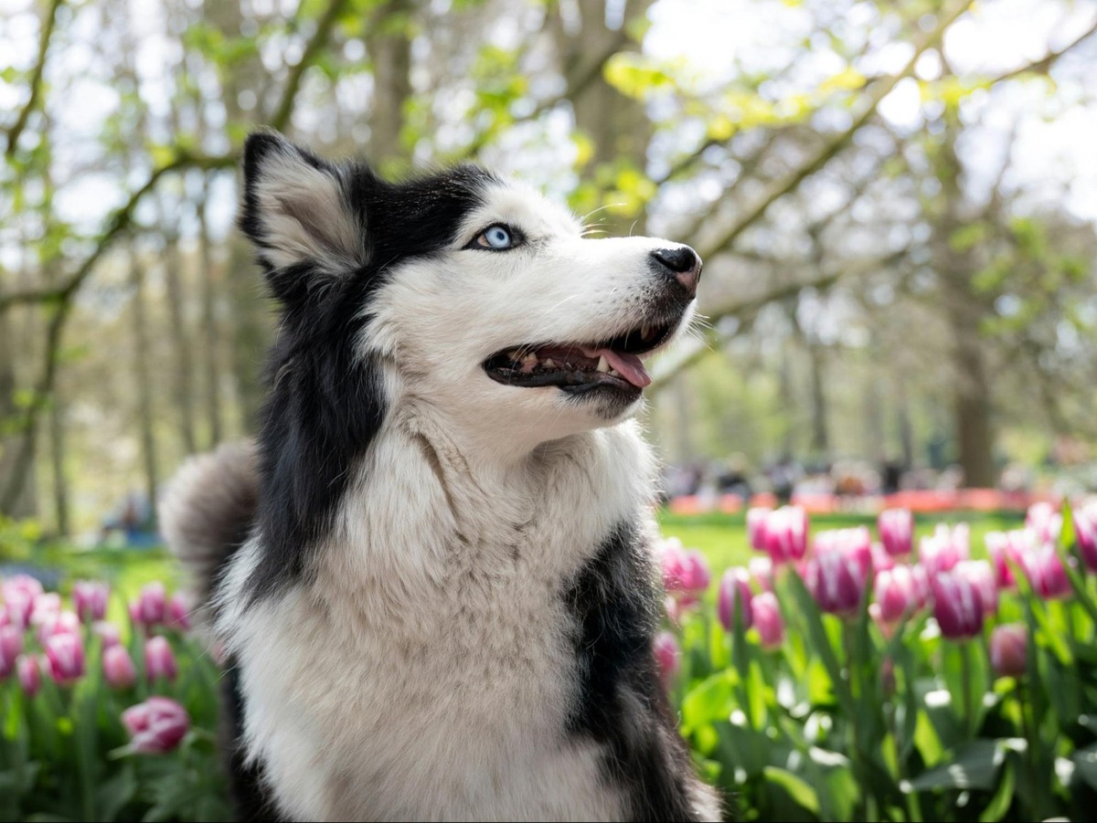    Большинство окрасов хаски — двухцветные с обязательным присутствием белого