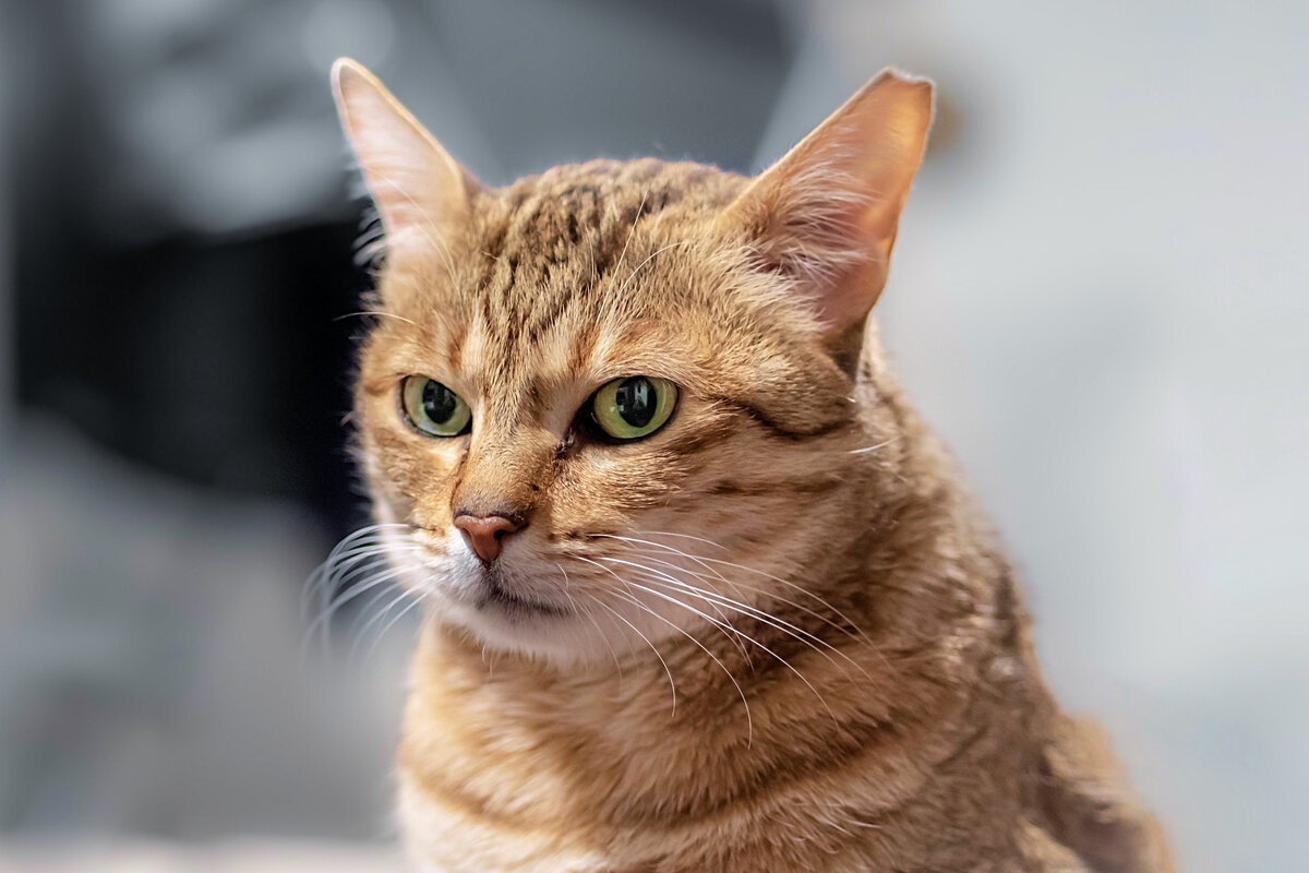 Фото с сайта: https://dzen.ru/a/YtAhrJtahEGIawGA