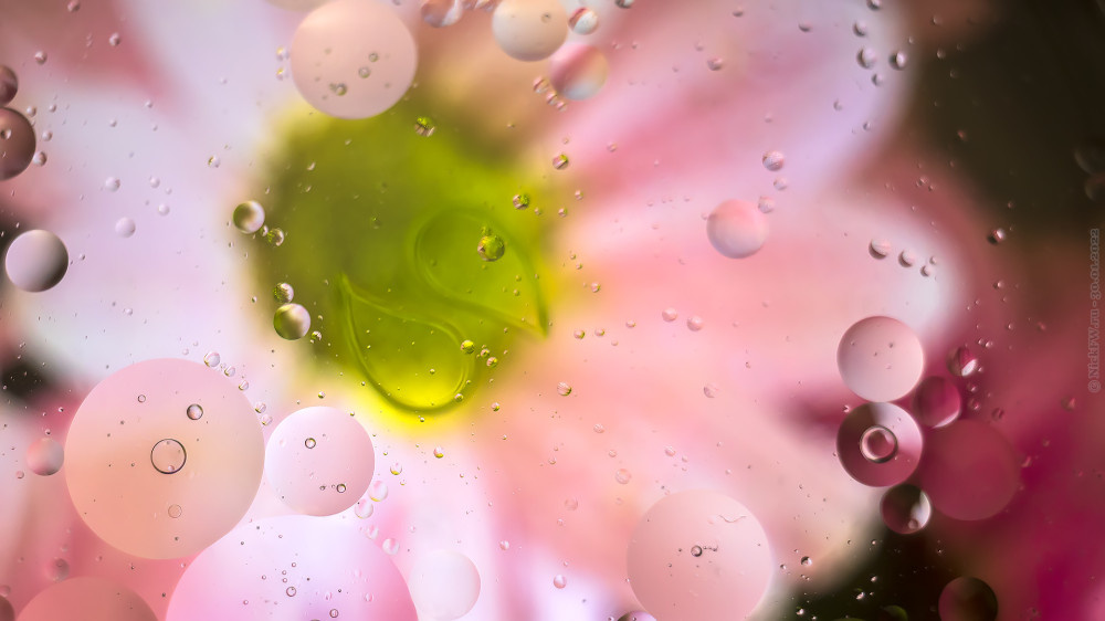 1. Хризантемы и капли, через водно-масляный фильтр... © NickFW.ru — 30.01.2022г.