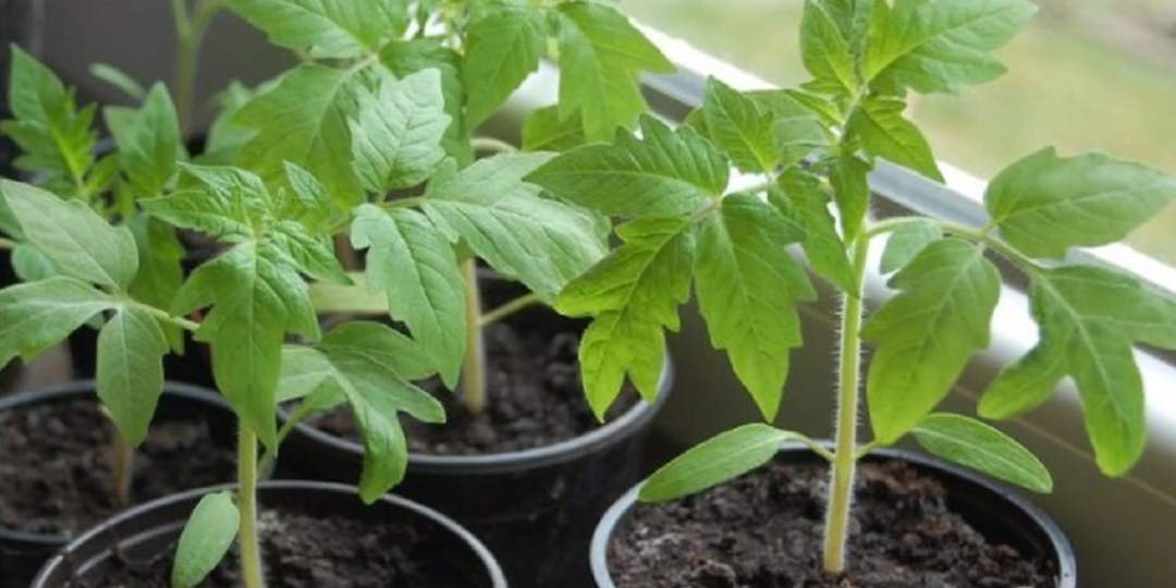 Сеем томаты на рассаду в 2026 году: сроки посева, подготовка семян, способ посева семян томатов