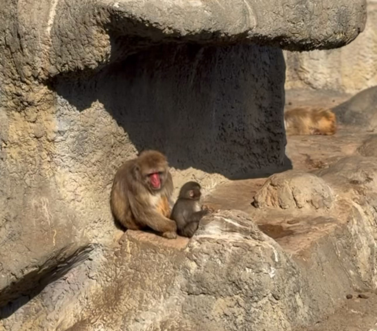 Новая мама Панча 