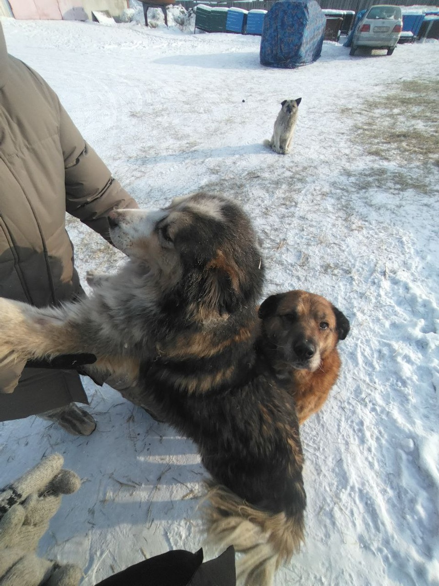 Символ приюта Ананда Полкан и его подруга Сердечко