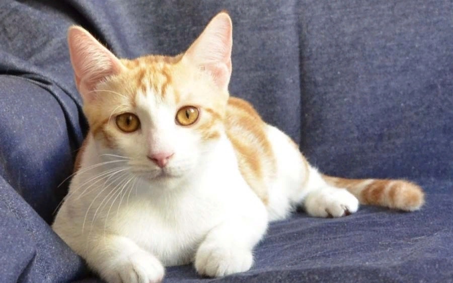 Фото с сайта: https://my-rooli.ru/blog/zabota-o-zdorove-anatolijskix-koshek-vazhnoe-o-glavnom/