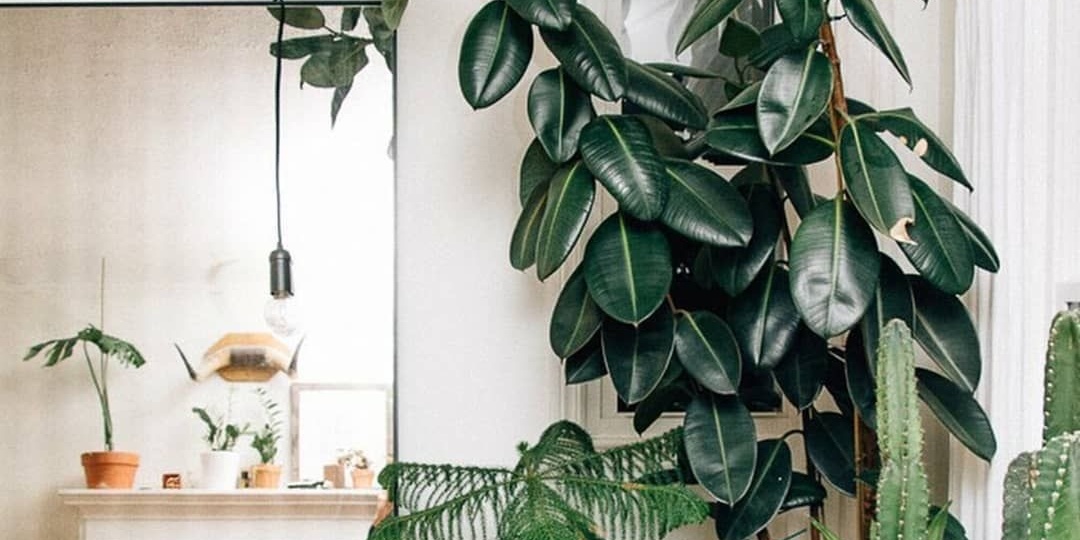 Фикус тянется в один ствол? Простой способ заставить его пышно ветвиться и стать настоящим украшением дома