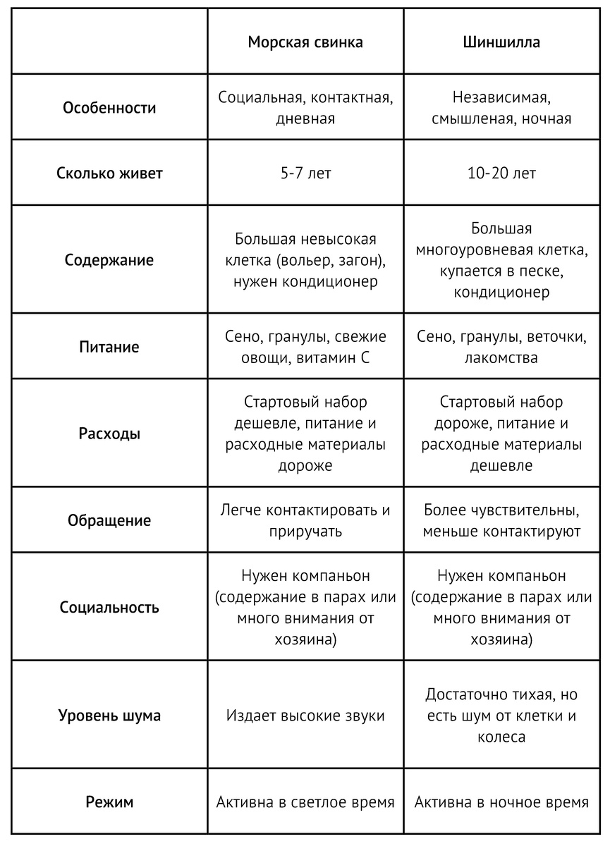 Основные особенности шиншилл и морских свинок