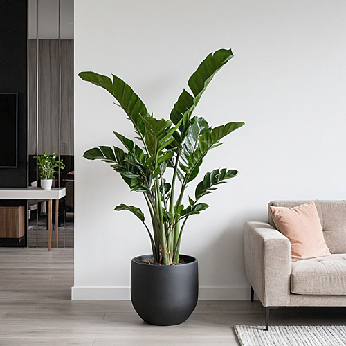 Как пересаживать и ухаживать за замиокулькасом