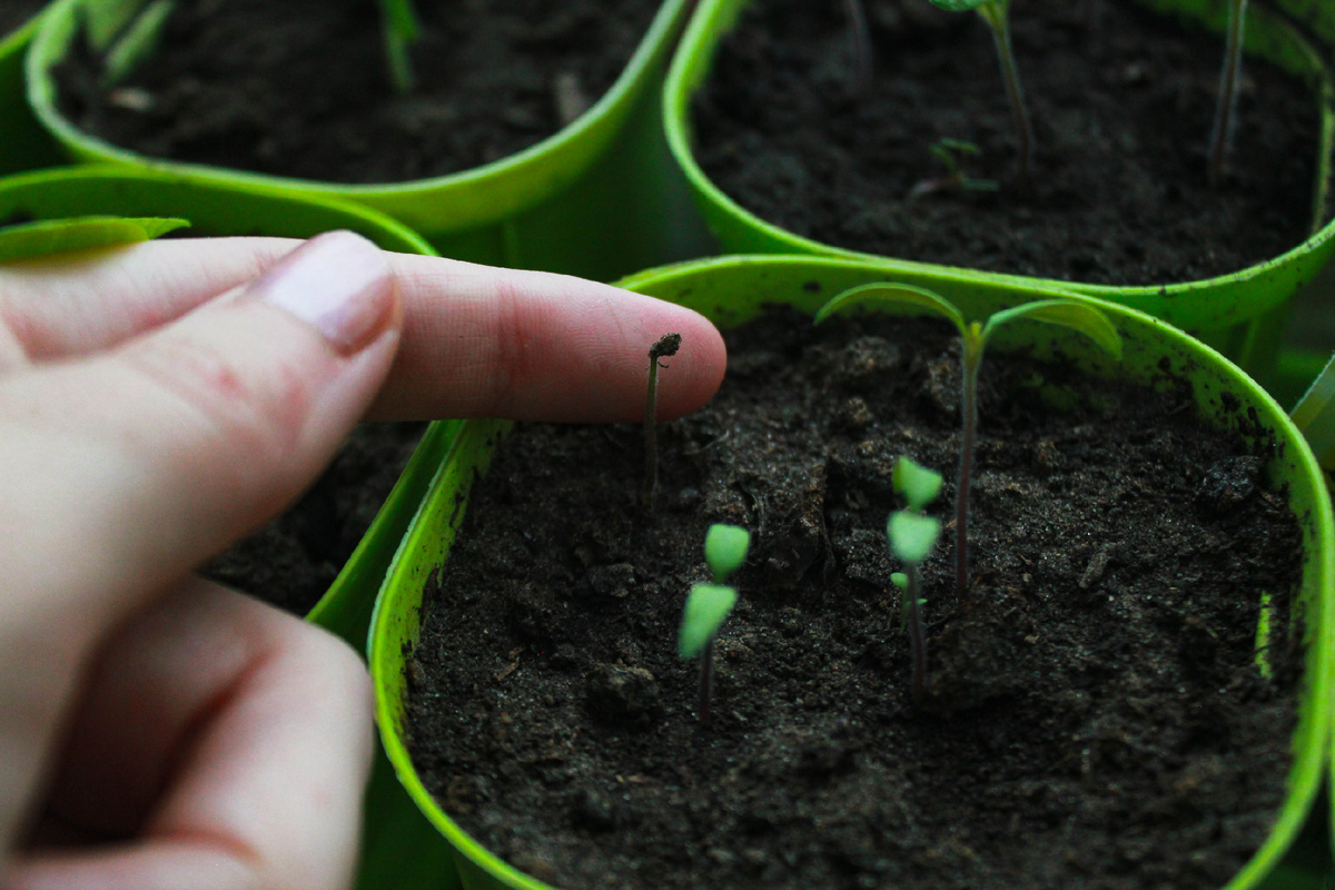 Первые всходы