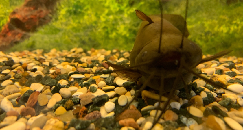    Фото из архива "Про Города Сыктывкар"