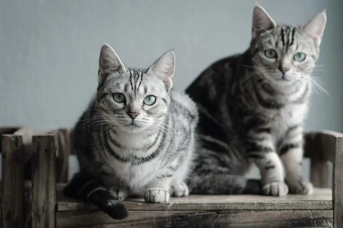 Фото с сайта: https://meowhoo.com/author/james-keith-alberto/