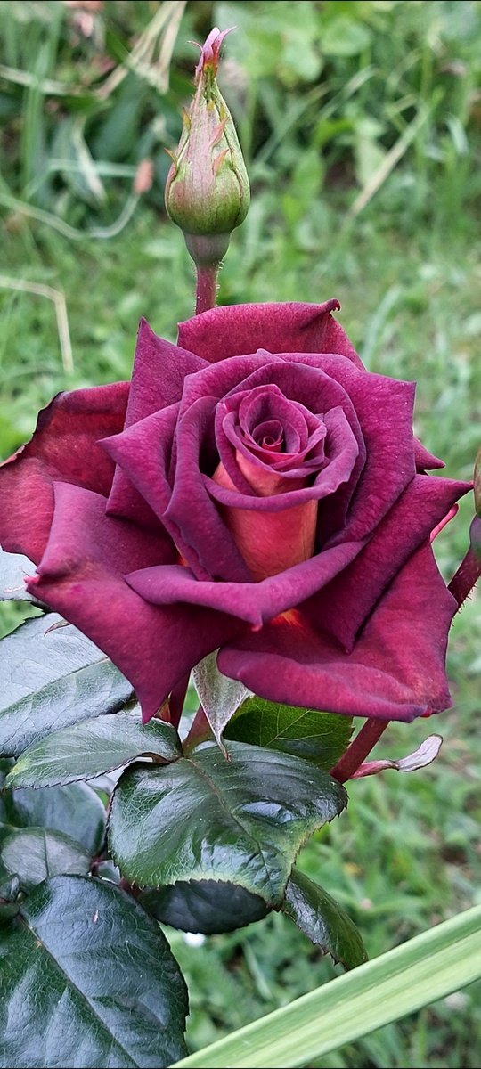 Эдди Митчелл. Ч/г роза. Самая "брутальная" моя роза - для вас, дорогие мужчины.  