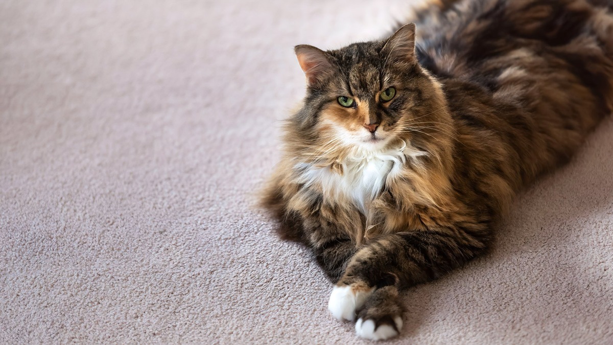    Астма у кошек встречается довольно редко и часто развивается на фоне аллергии