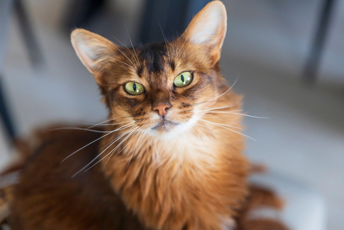    Симптомы астмы у кошек нарастают по мере развития заболевания