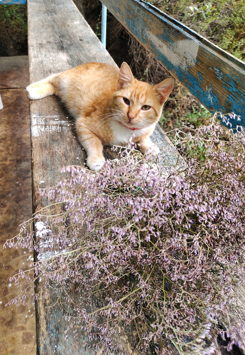 Карадагская кошка Мошка