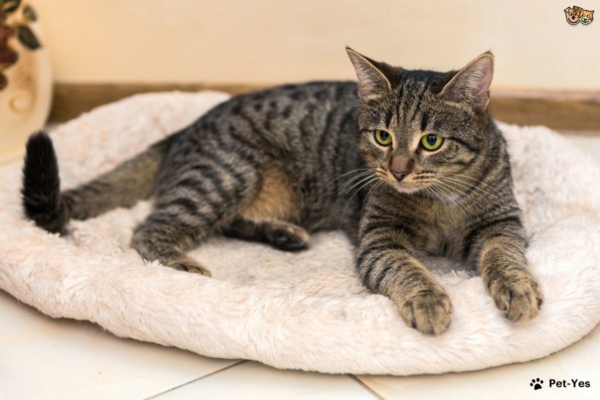 Фото с сайта: https://pet-yes.com/for-sale/cat/koshki-aziatskaya-korotkosherstnaya-malayskaya-6-mesyatsev-59212