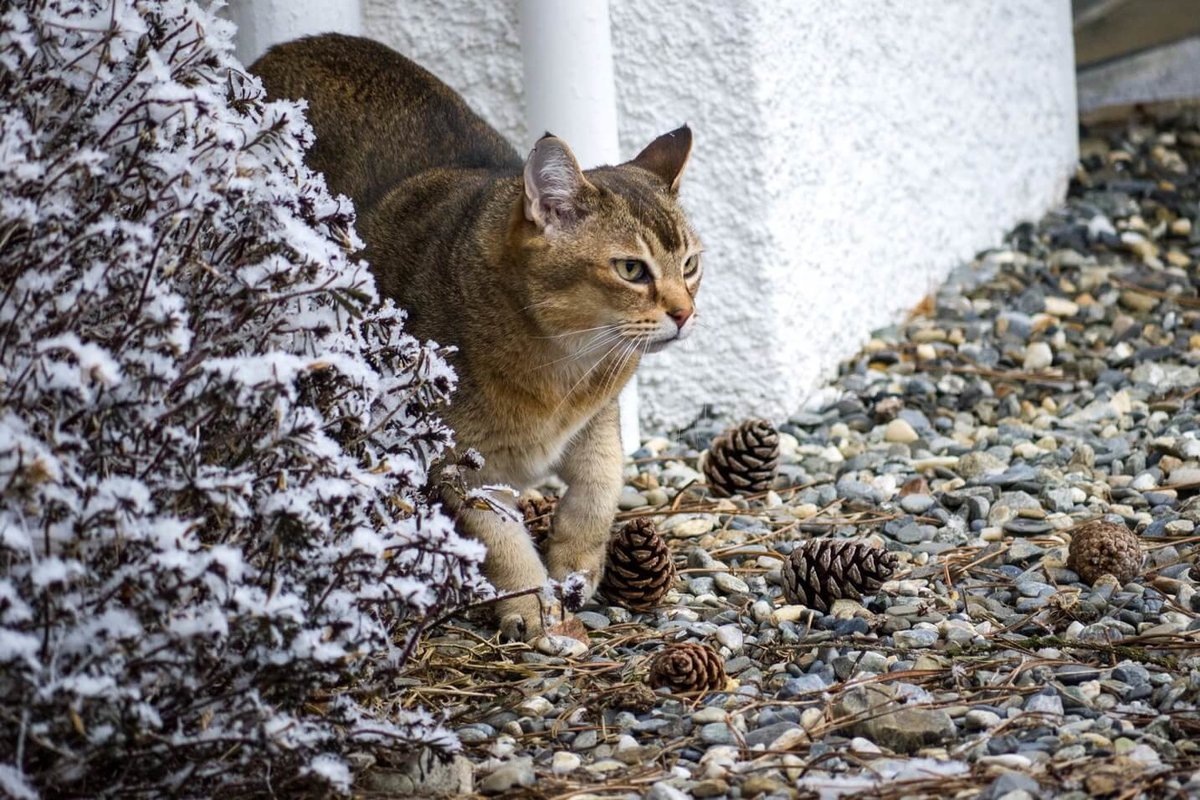 Фотос с сайта: https://cats-world.ru/poroda-koshek-aziatskaya-tabbi/