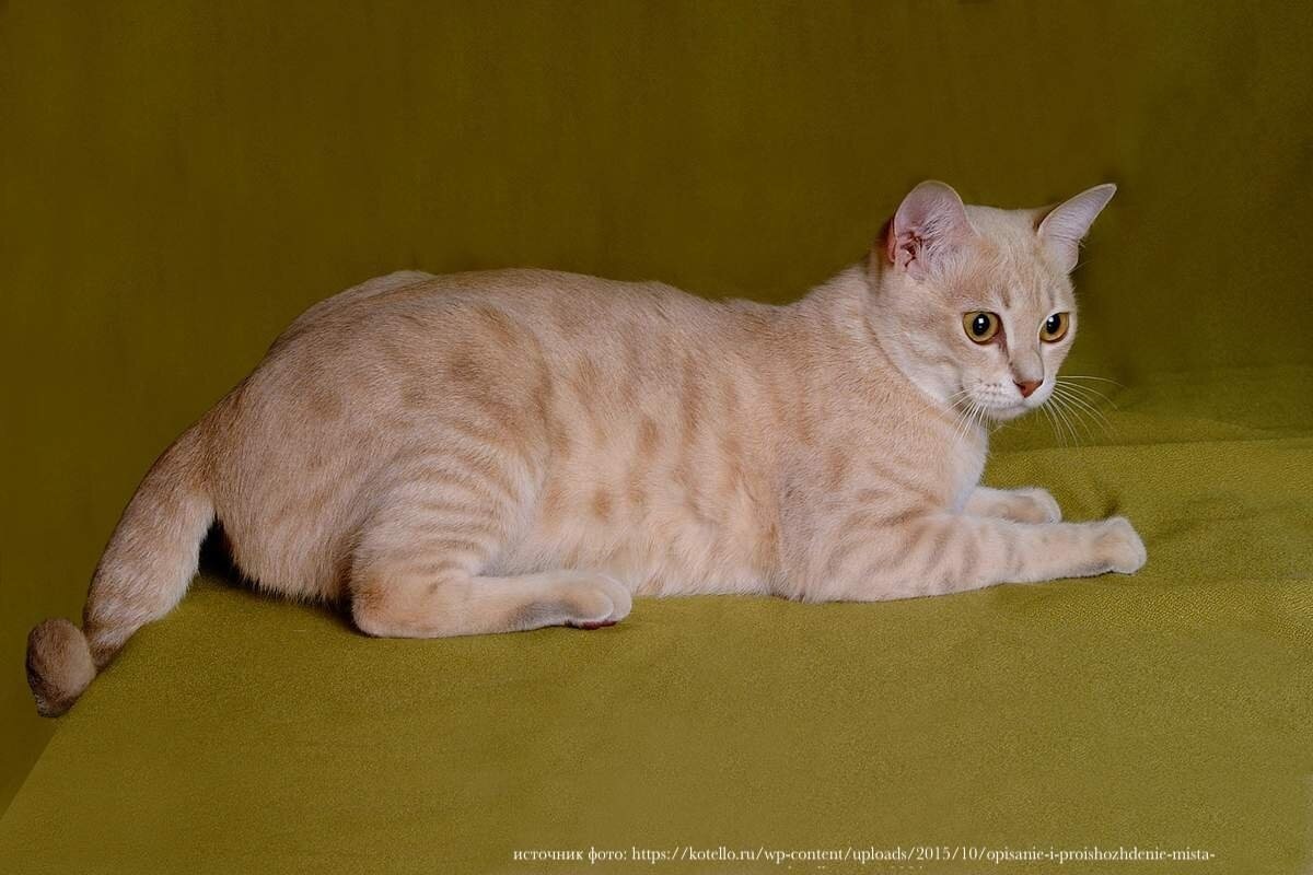 Фото с сайта: https://dzen.ru/a/Y6miL320UhFOGRAq