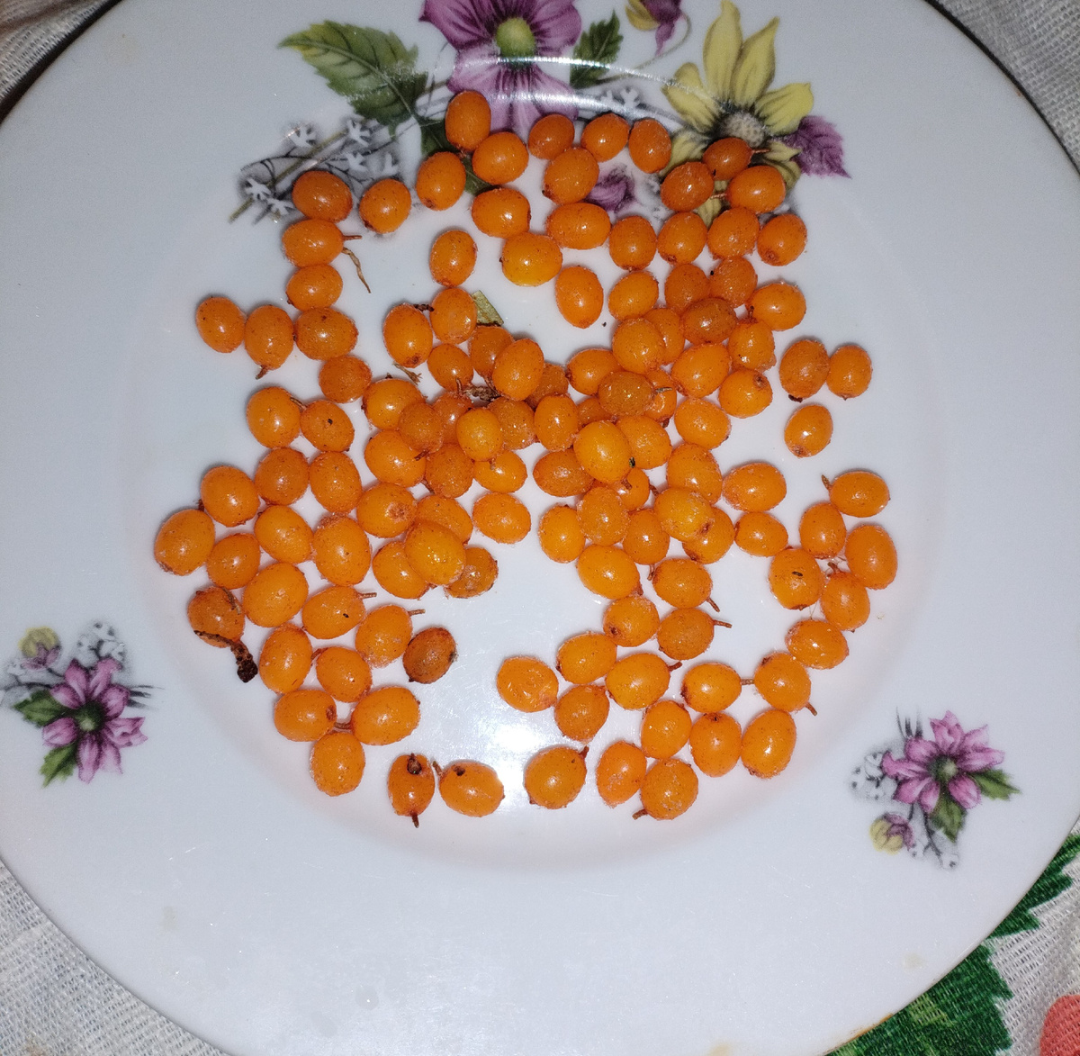 облепиха свойская из морозилки