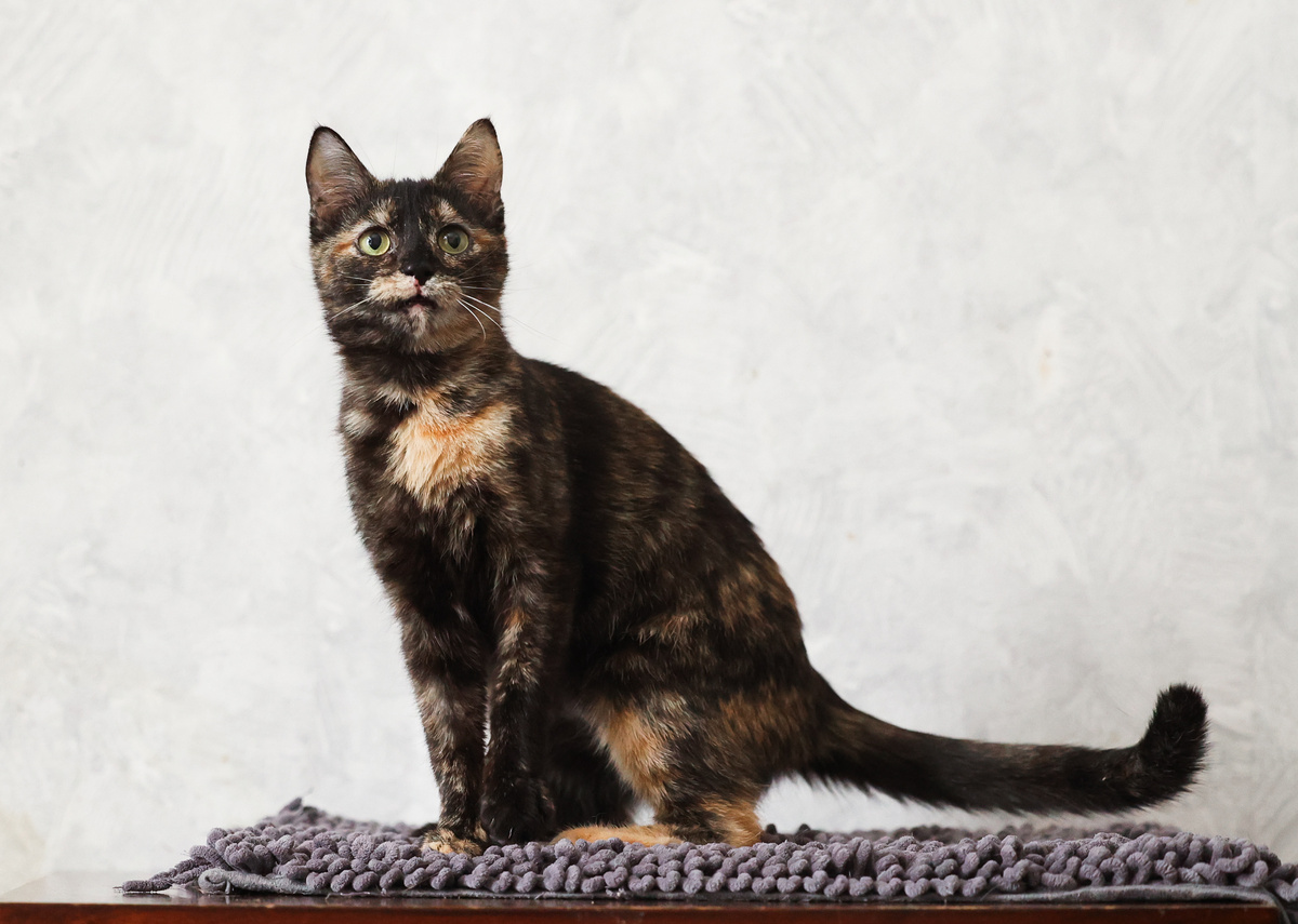 Не такой уж я "ураган", не пугайте укотовителей раньше времени