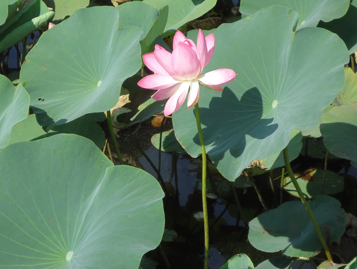 В стране слонов и чая имеет более 100 названий