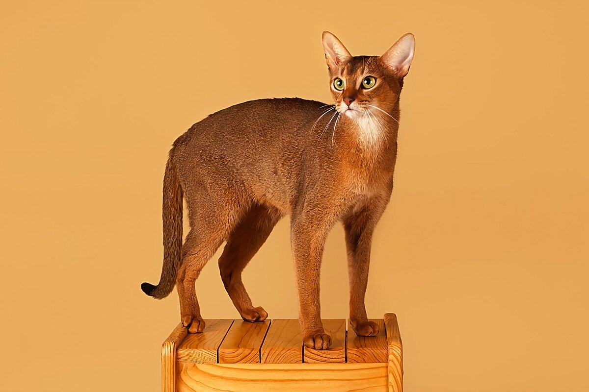 Фото с сайта: https://dzen.ru/a/YMOafBI9EnSUj1sn