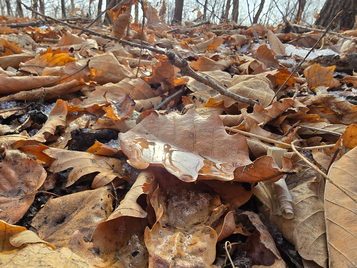 Листья дают тот самы лесной, осенне-весенний аромат