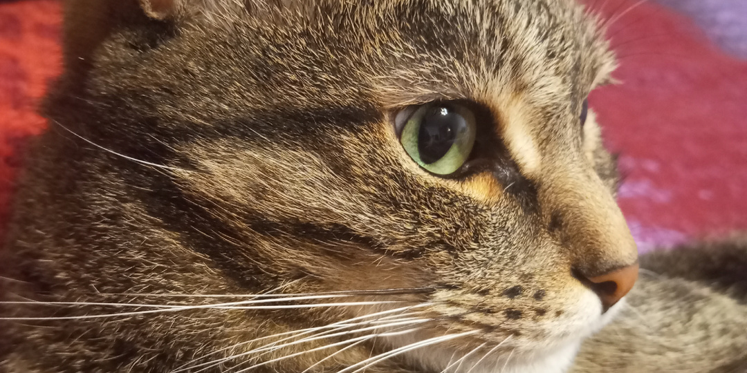 День кошек в России или мурлыкающий март