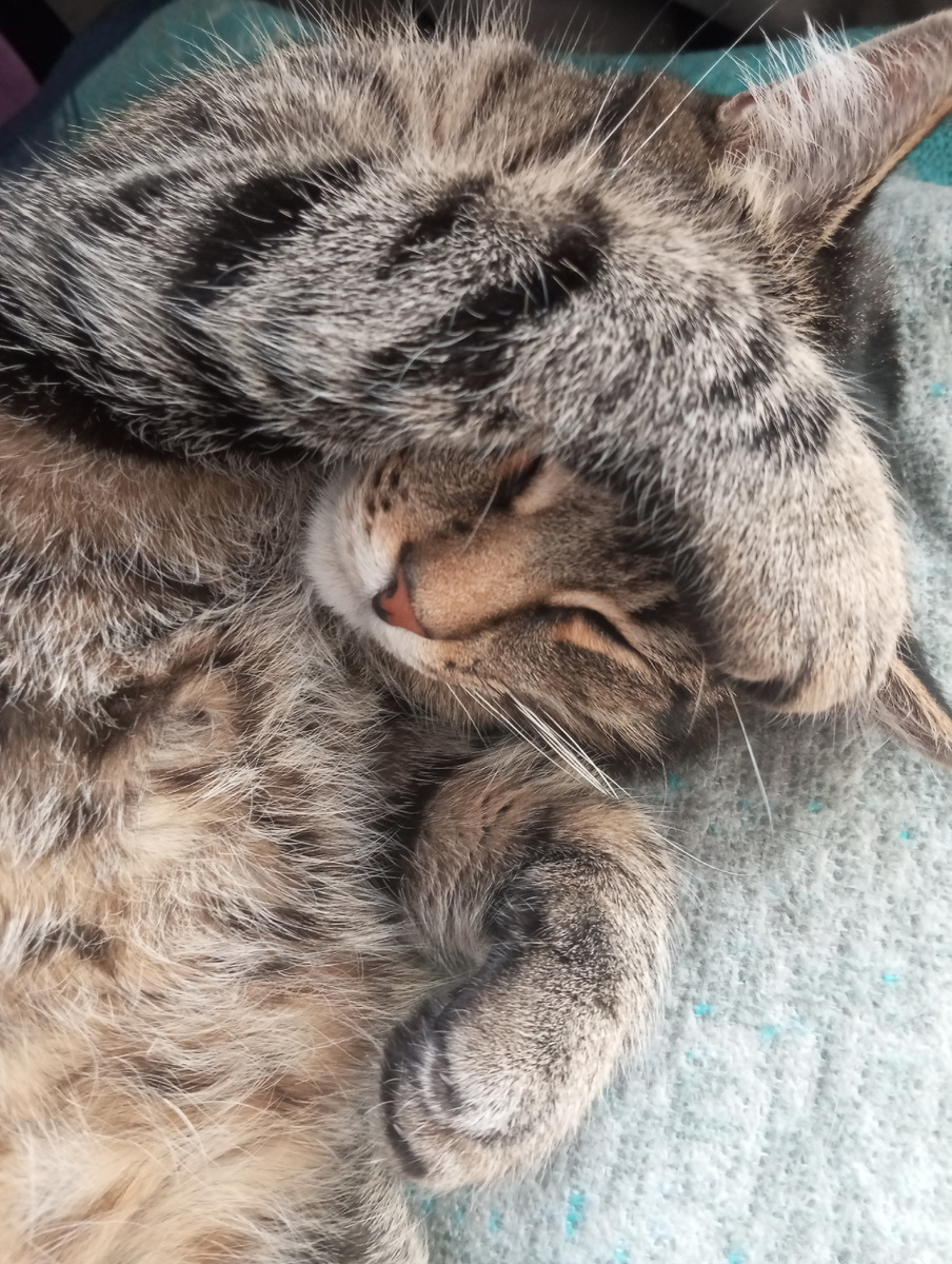 Сон для кота - святое