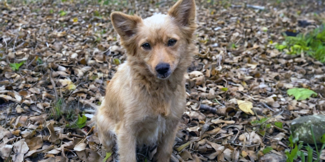 Путь Катьки