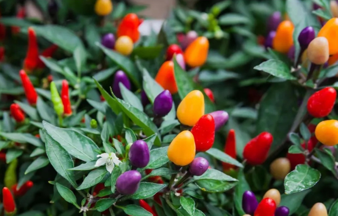 Bolivian Rainbow фото из интернета