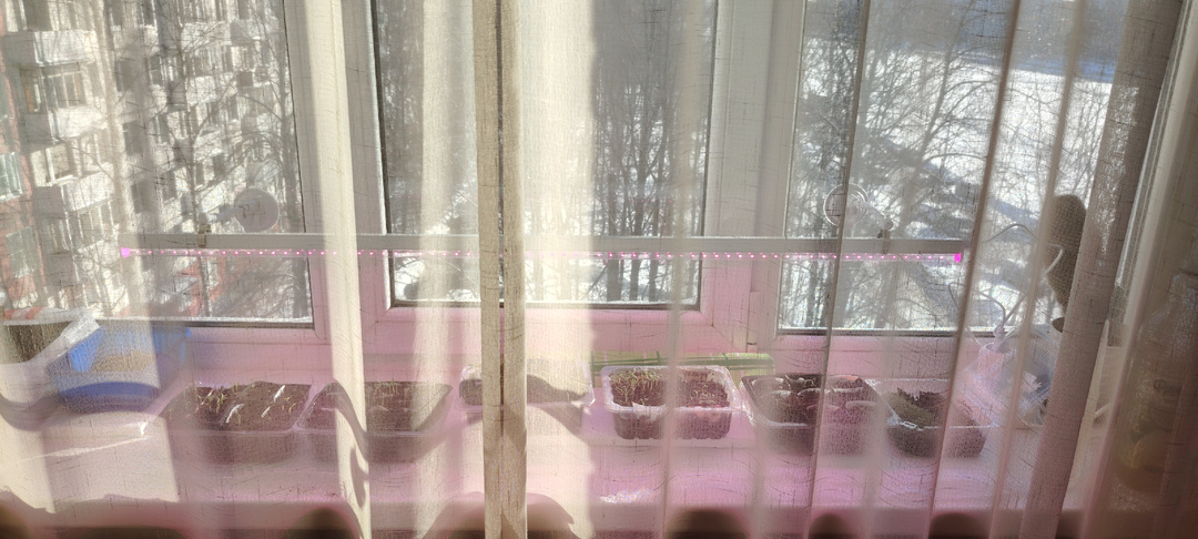 Острячки взошли. Что посеяла.