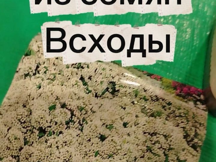 АЛИССУМ лучшее время для посадки семян это конец февраля