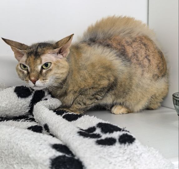 Не справились