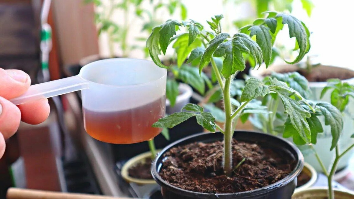 Подкормка рассады