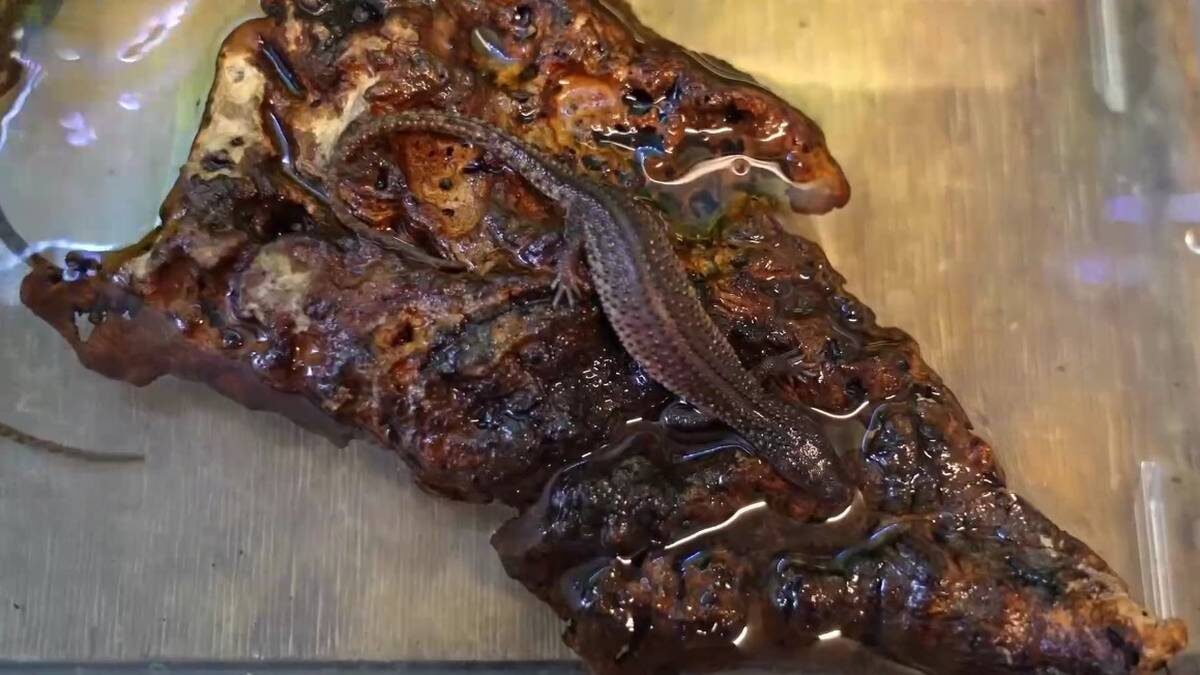    Фото: скриншот / Московский зоопарк / Telegram